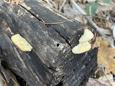 Image of Antrodia madronae Vlasák & Ryvarden 2012