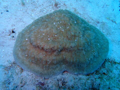 Image of Bowl Coral