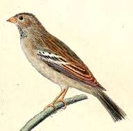 صورة Phrygilus Cabanis 1844