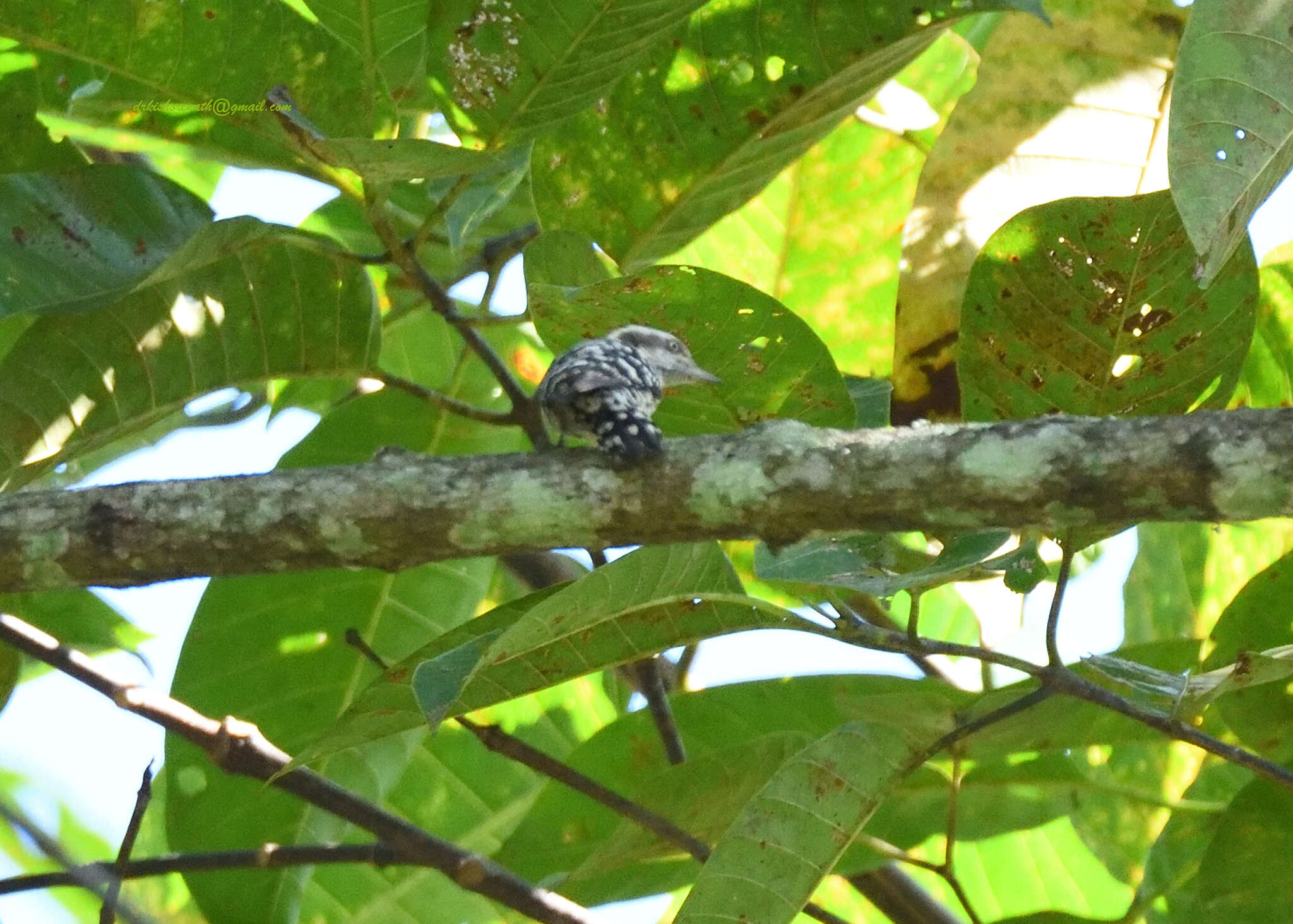 Image of Brown-capped Pygmy Woodpecker