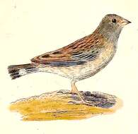 صورة Phrygilus Cabanis 1844