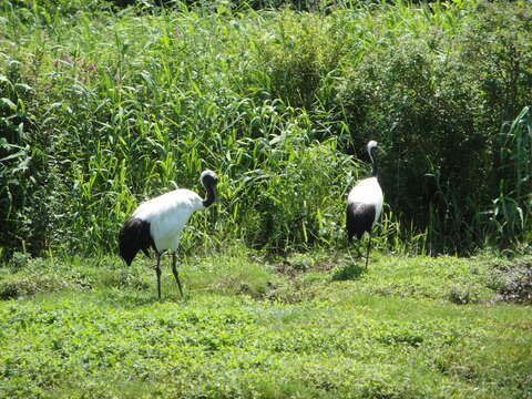 Image of Japanese Crane