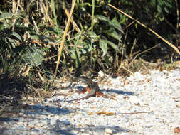 Image of YucatanWhiptail