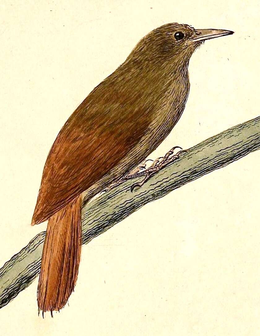 Image of Plain-winged Woodcreeper