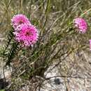 Слика од Pimelea ferruginea Labill.