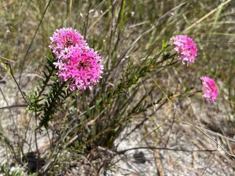 Image of Pimelea ferruginea Labill.