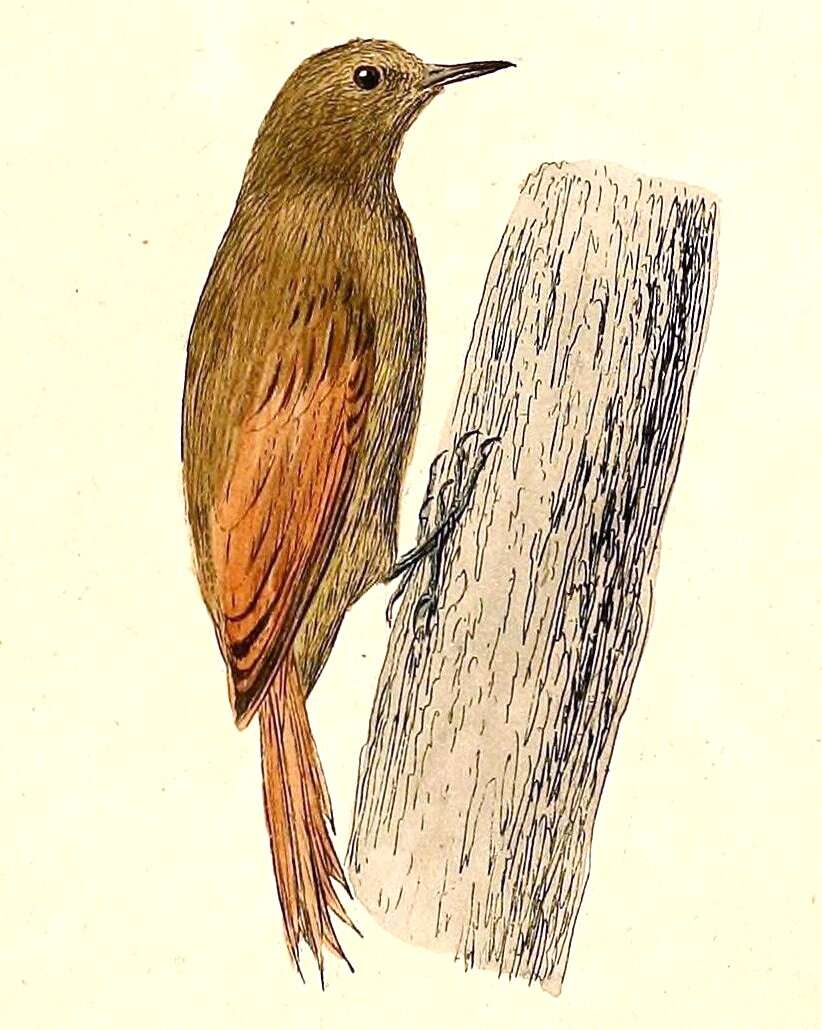 Image of Sittasomus Swainson 1827