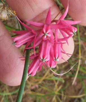 Image of Microloma sagittatum (L.) R. Br.