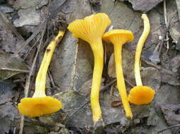 Image of Cantharellus minor Peck 1872