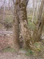 Imagem de Platanus occidentalis L.