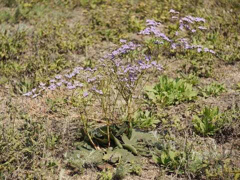 صورة Limonium hypanicum Klokov