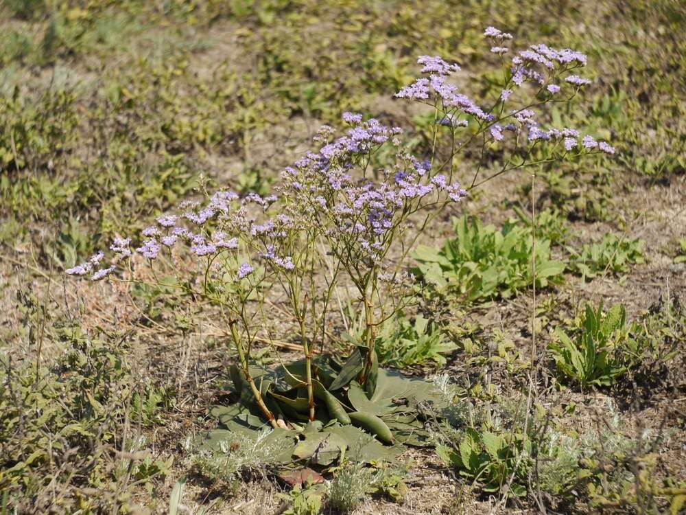 صورة Limonium hypanicum Klokov