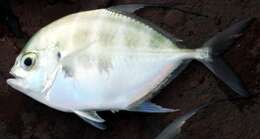 Image of Bumpnose trevally