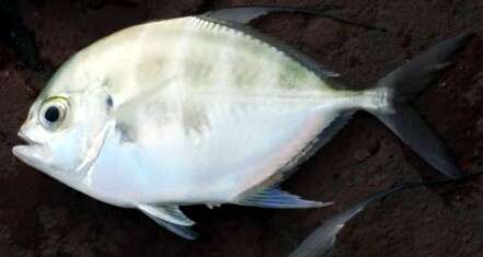 Image of Bumpnose trevally