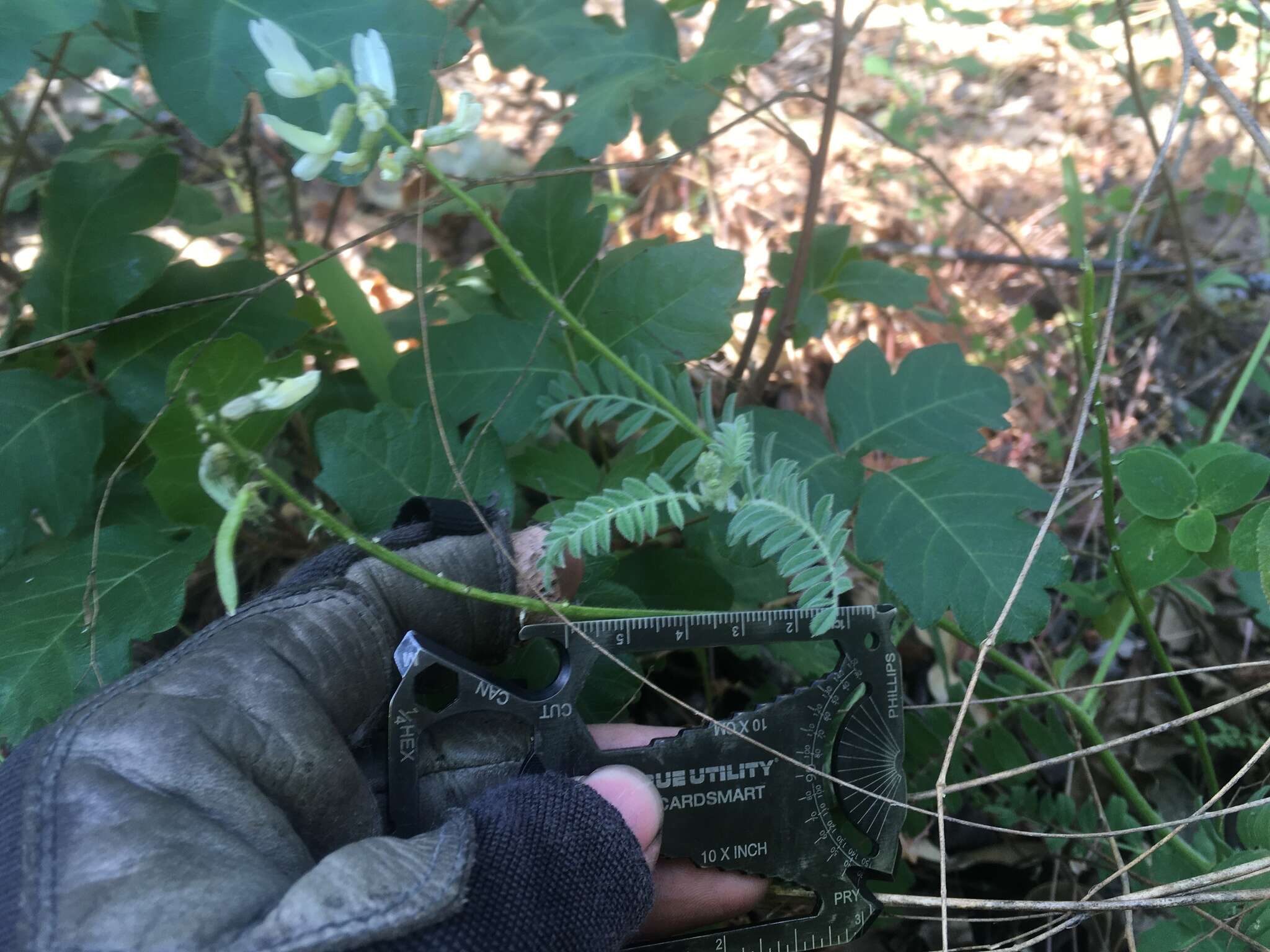 Image of Congdon's milkvetch