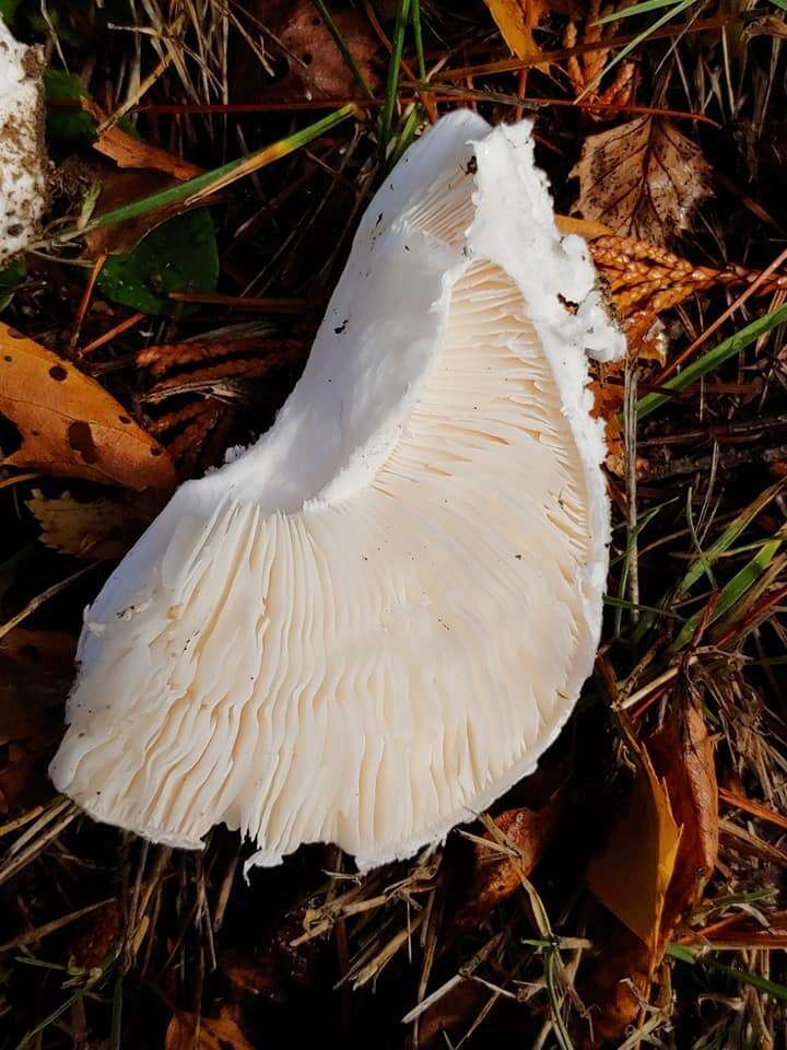 Image of Amanita silvicola Kauffman 1926