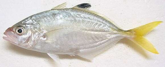 Image of Brownback trevally