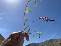 صورة Marina divaricata (Benth.) Barneby