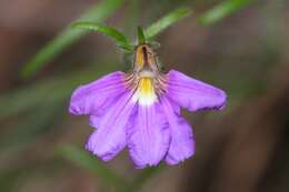 Слика од Scaevola ramosissima (Smith) K. Krause