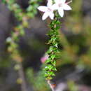 Image of Epacris pulchella Cav.