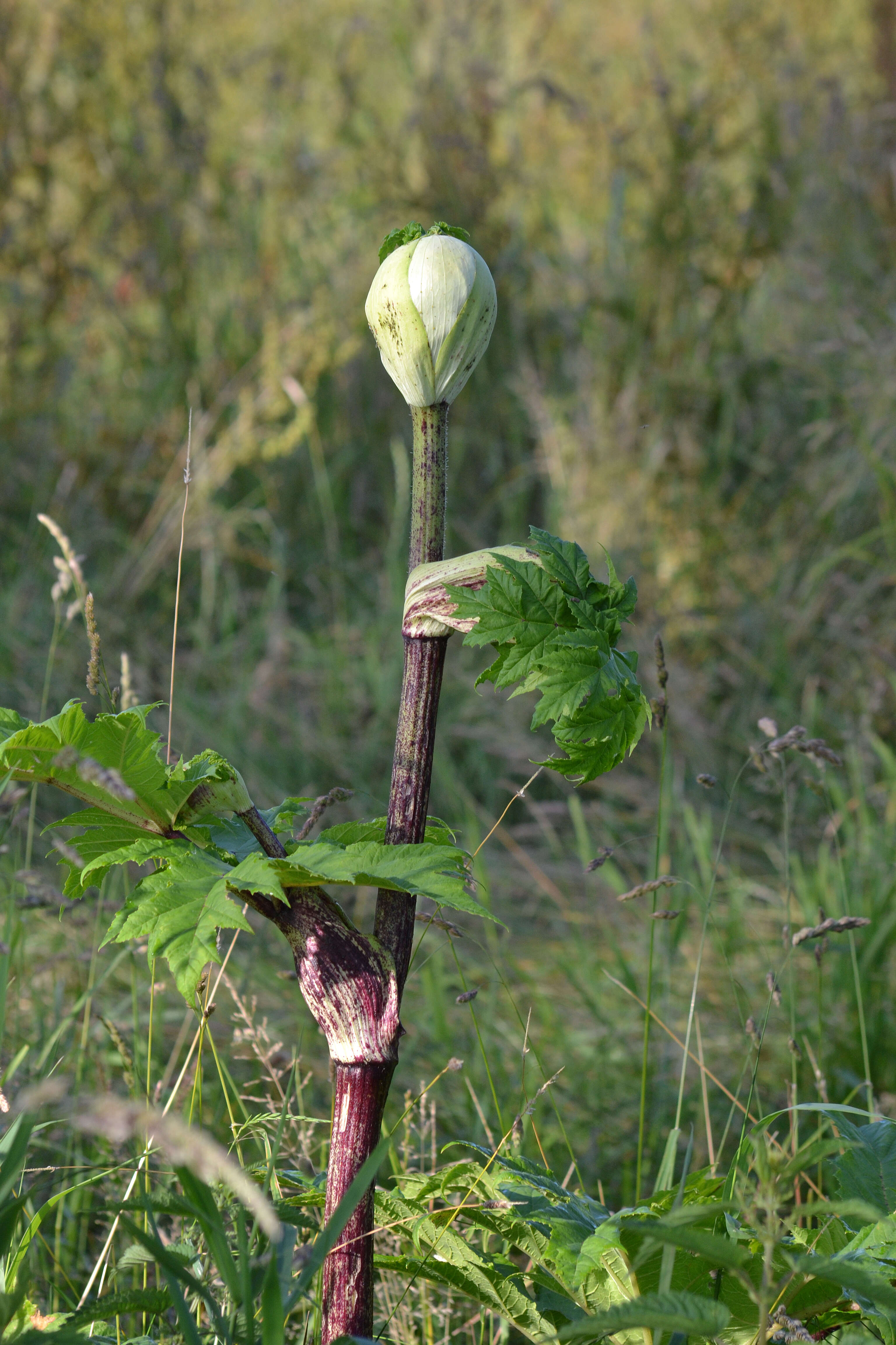 Image of Mantegazzi's Cow-Parsnip