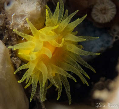 Image of Sunset cup coral