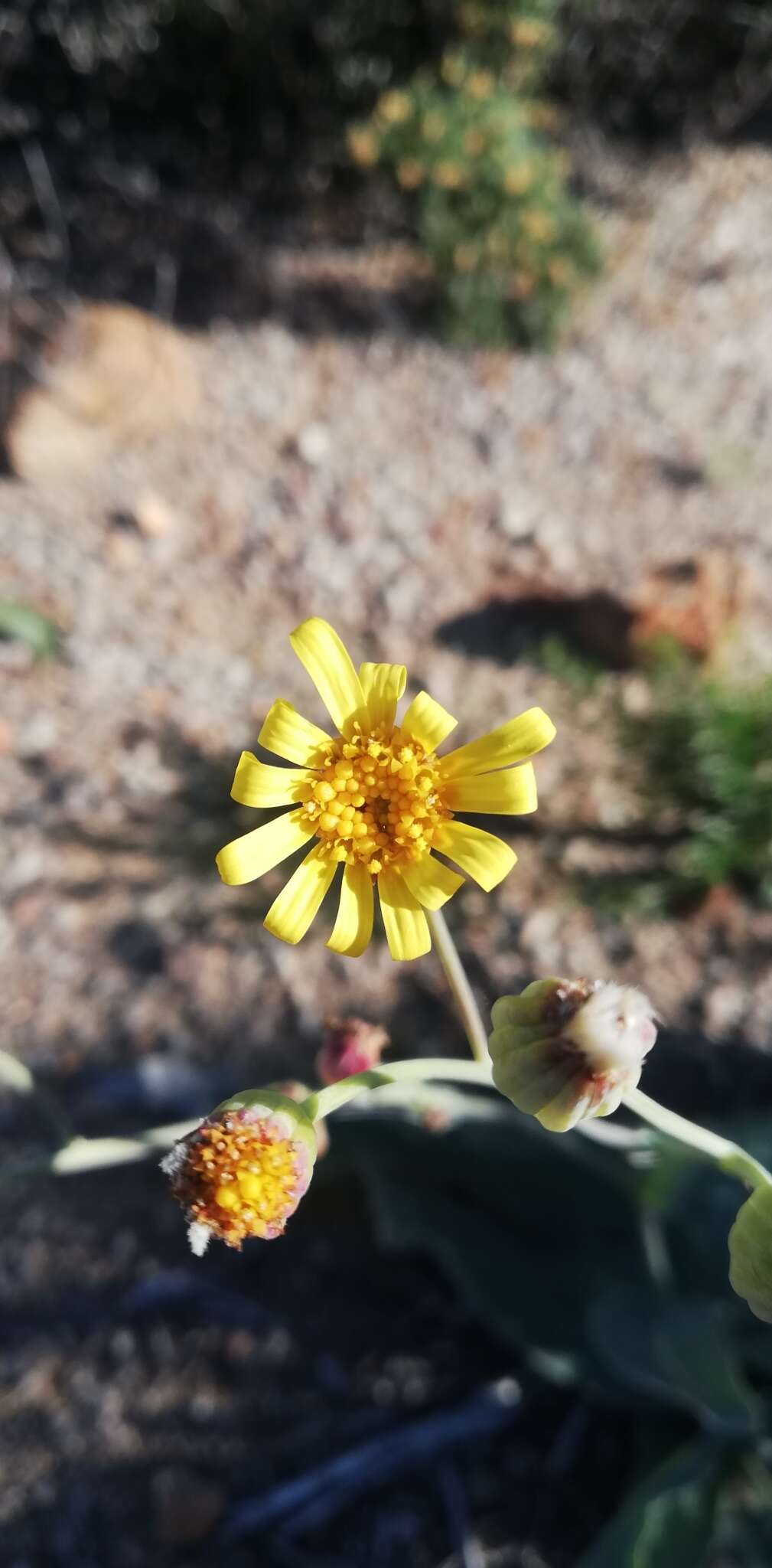 Image de Othonna macrophylla DC.