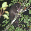 Image of Lemur-like Ringtail