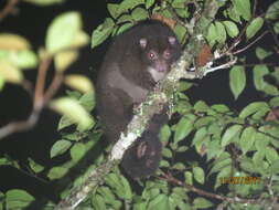 Image of Lemur-like Ringtail