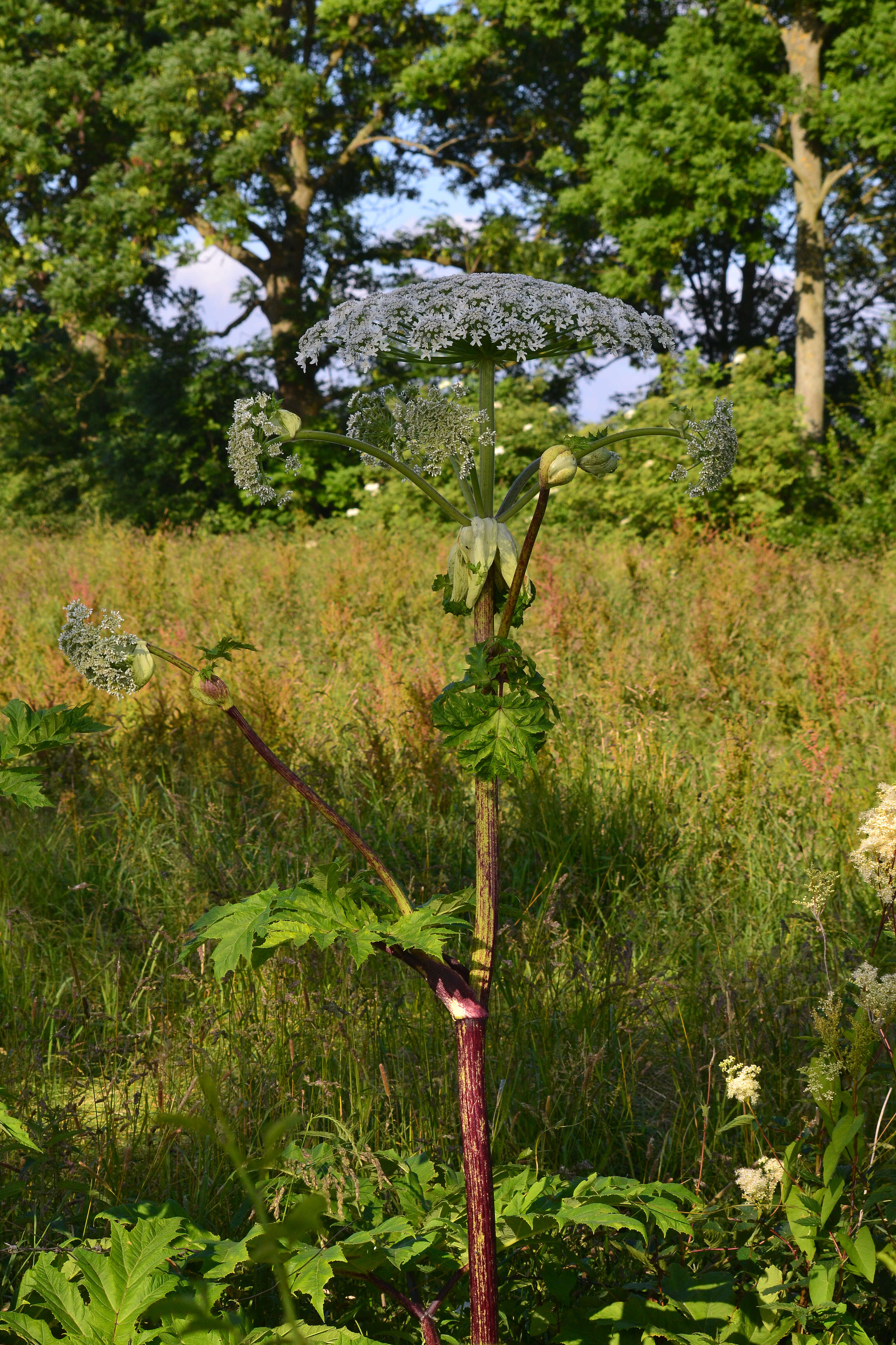 Image of Mantegazzi's Cow-Parsnip