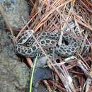 Crotalus triseriatus (Wagler 1830) resmi