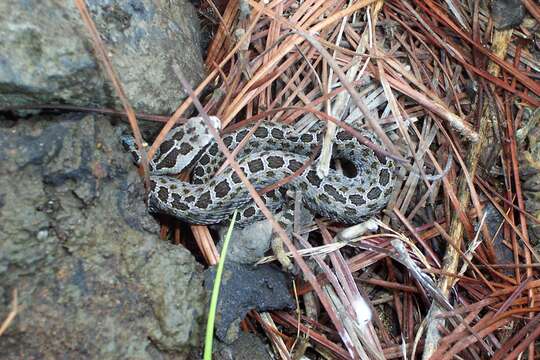 Image of Central Plateau Dusky Rattlesnake