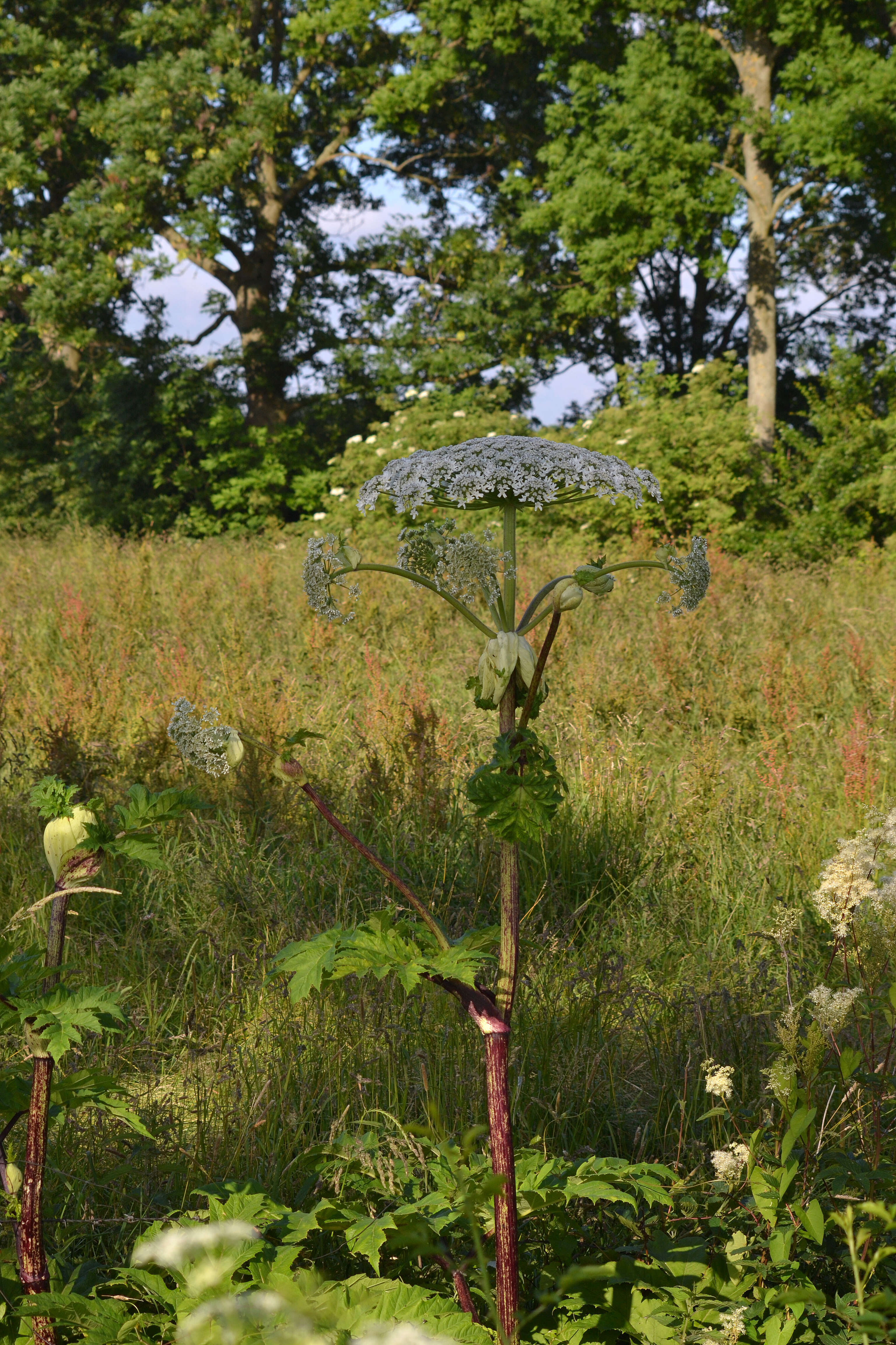 Image of Mantegazzi's Cow-Parsnip