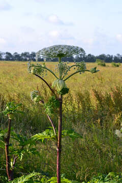 Image of Mantegazzi's Cow-Parsnip