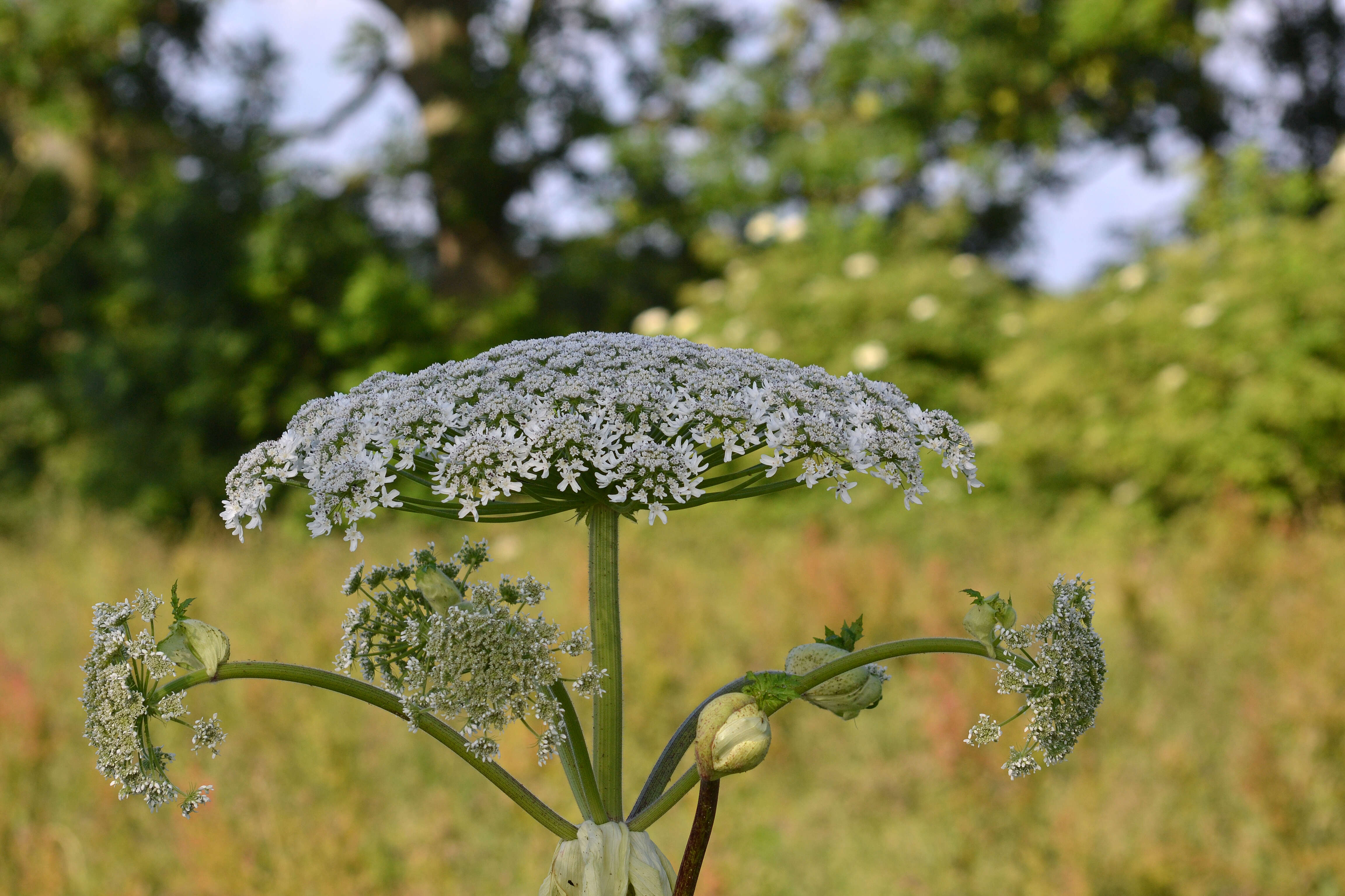 Image of Mantegazzi's Cow-Parsnip