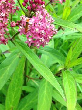 صورة Asclepias incarnata subsp. incarnata