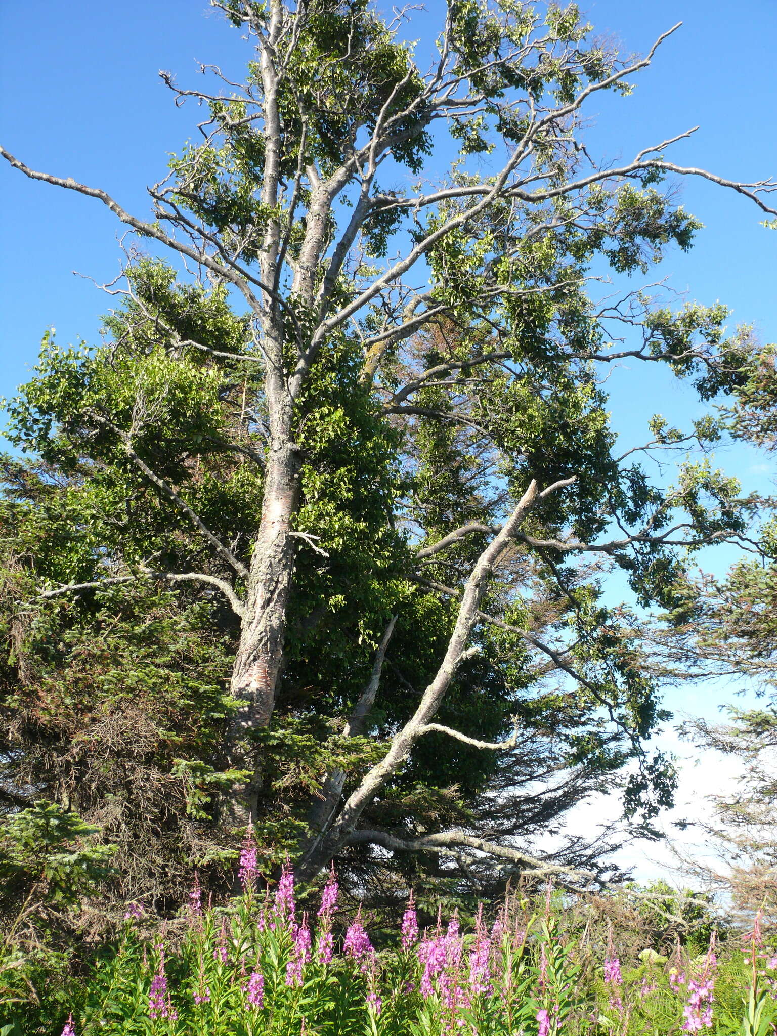 Image of paper birch