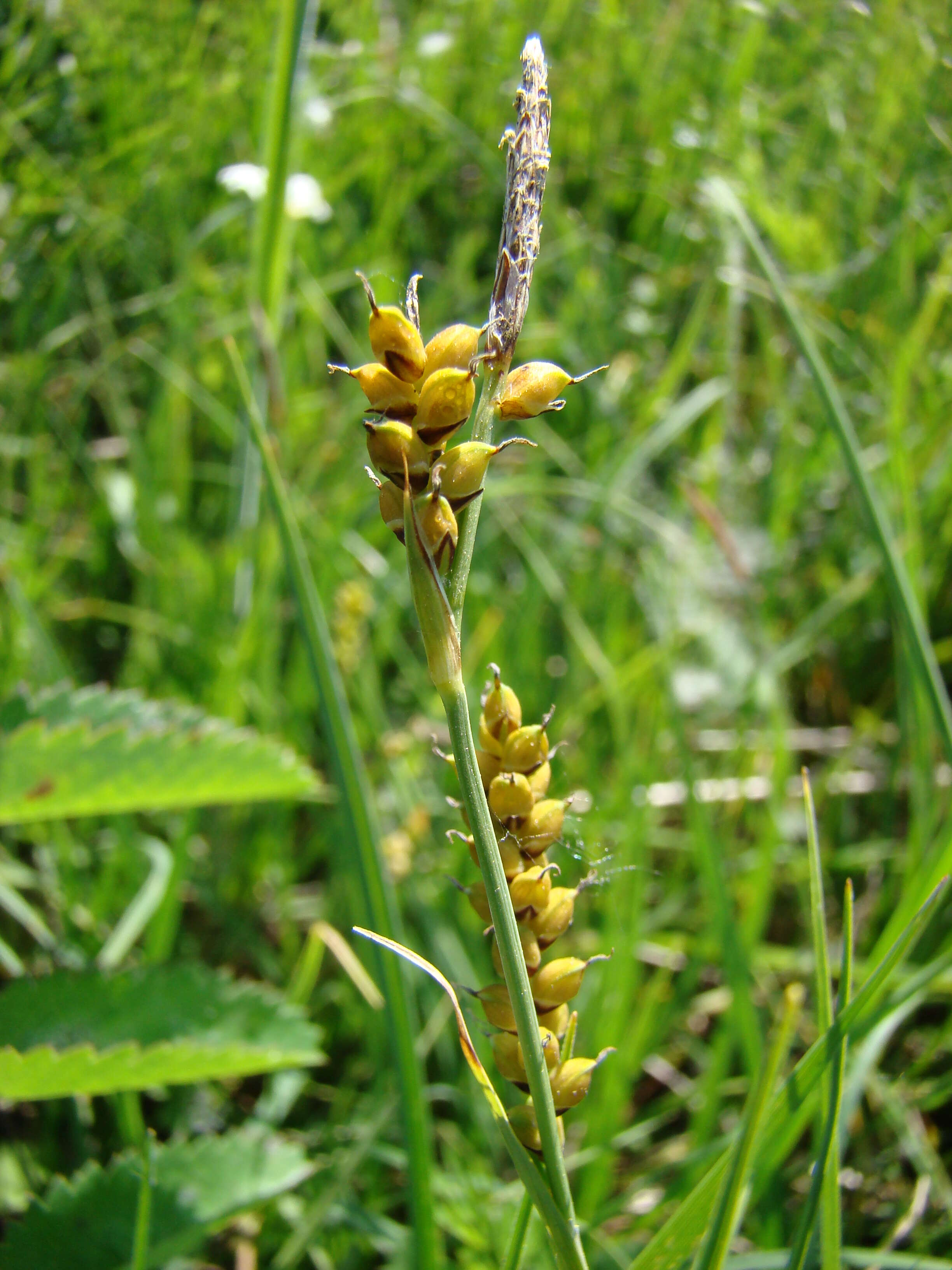 Image of carnation sedge