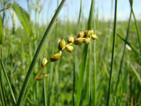 Image of carnation sedge