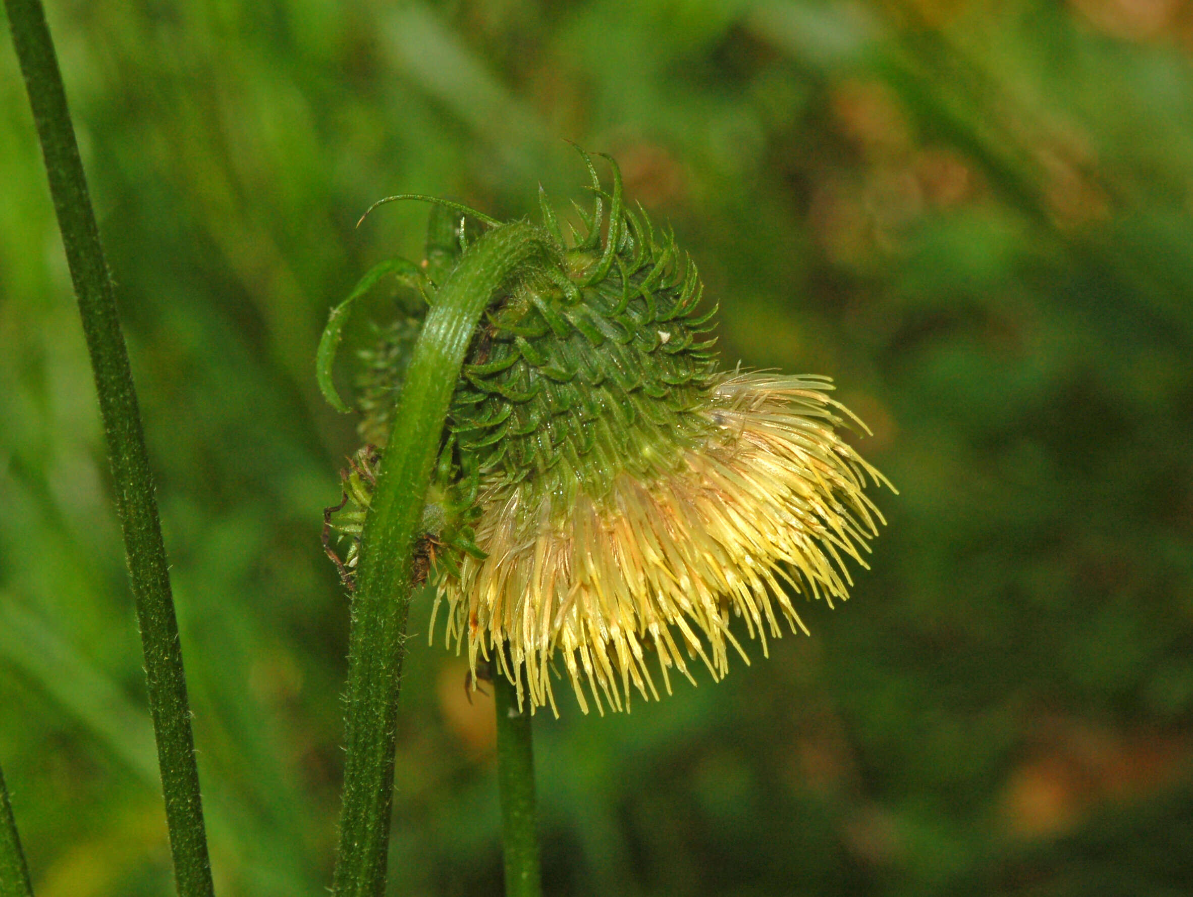 Image of yellow thistle