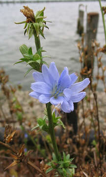 Image of chicory