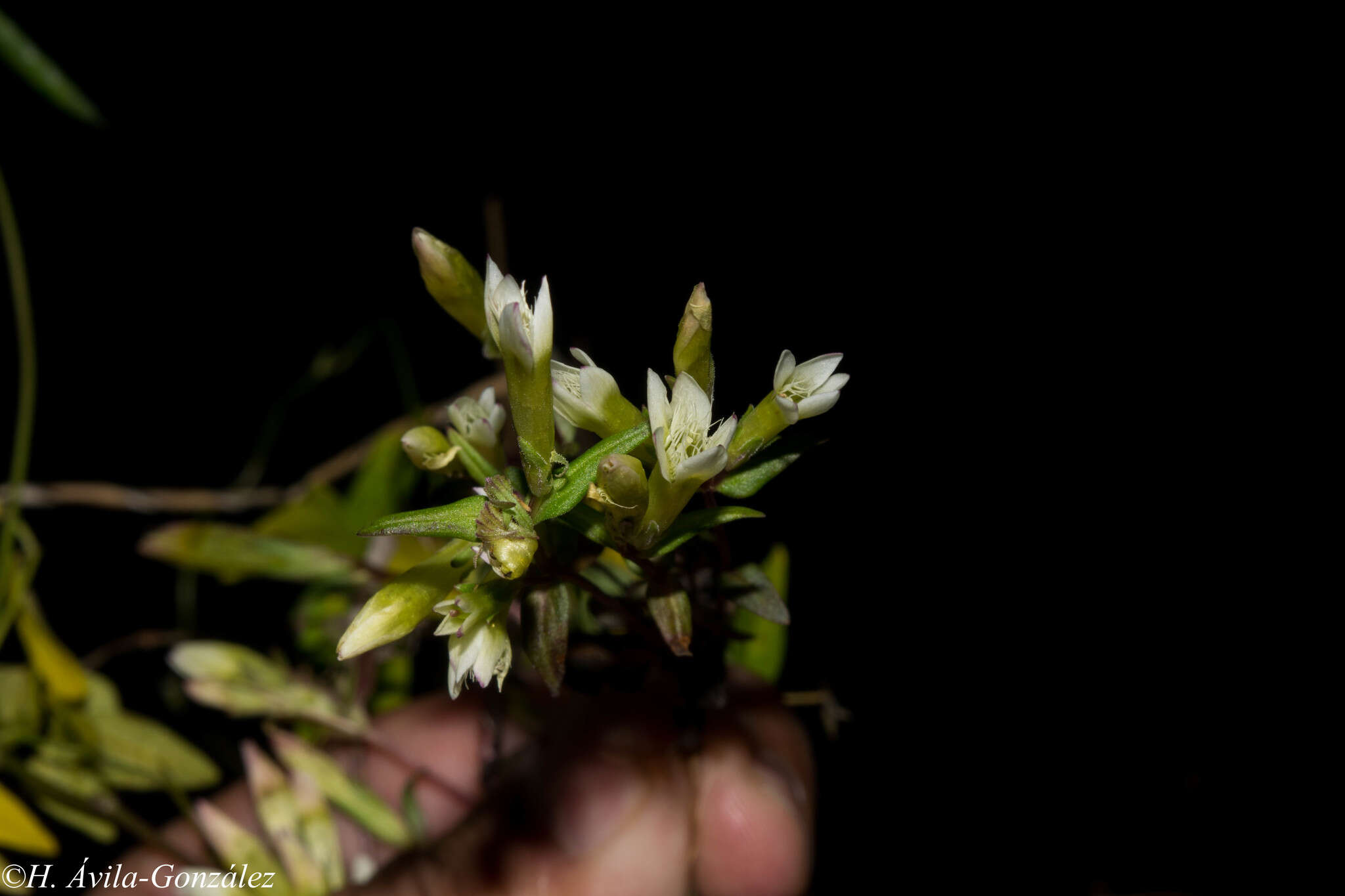 Gentianella canosoi G. L. Nesom & B. L. Turner resmi