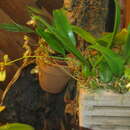 Image de Bulbophyllum boninense (Schltr.) J. J. Sm.