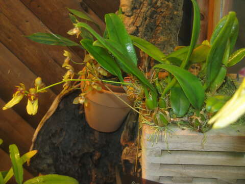 Sivun Bulbophyllum boninense (Schltr.) J. J. Sm. kuva