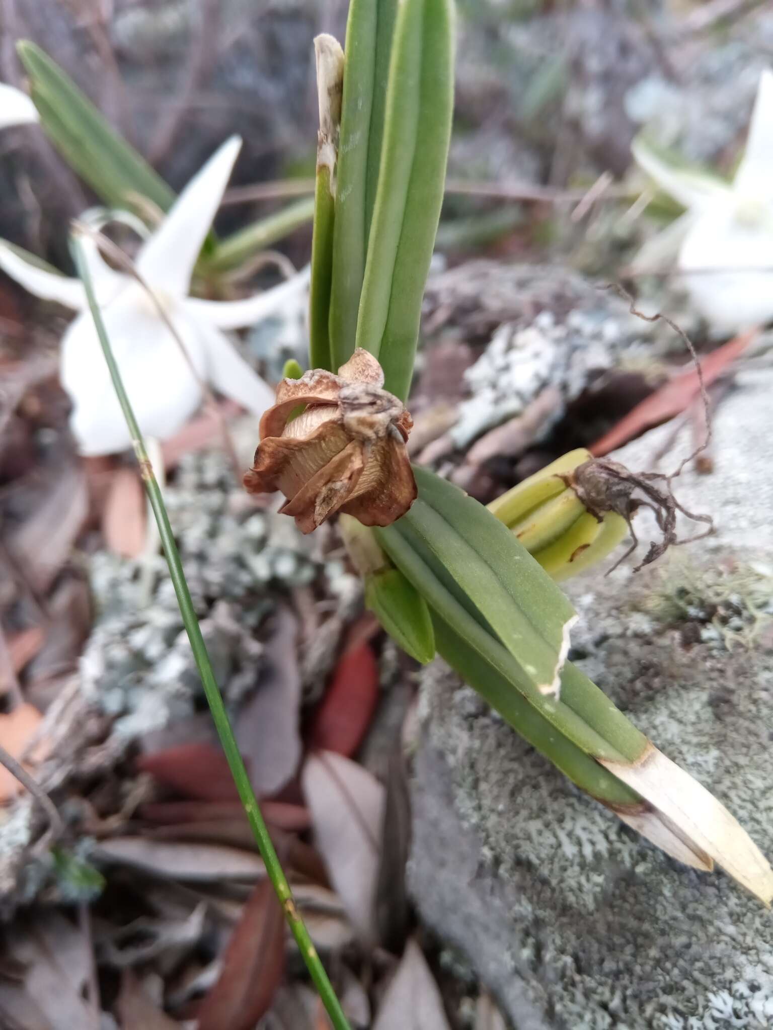 Imagem de Angraecum rutenbergianum Kraenzl.