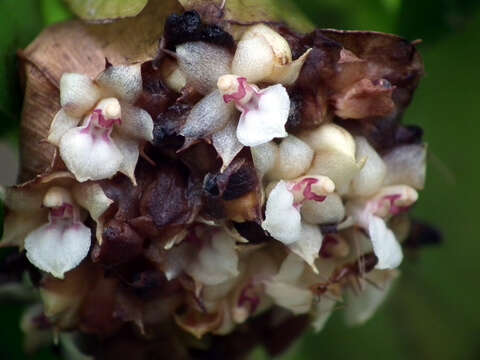 Image of Agrostophyllum philippinense Ames