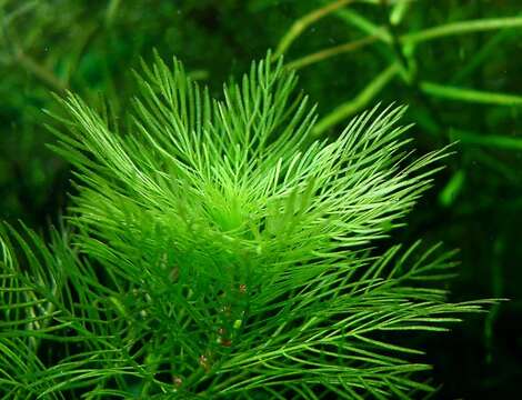 صورة Myriophyllum mattogrossensis