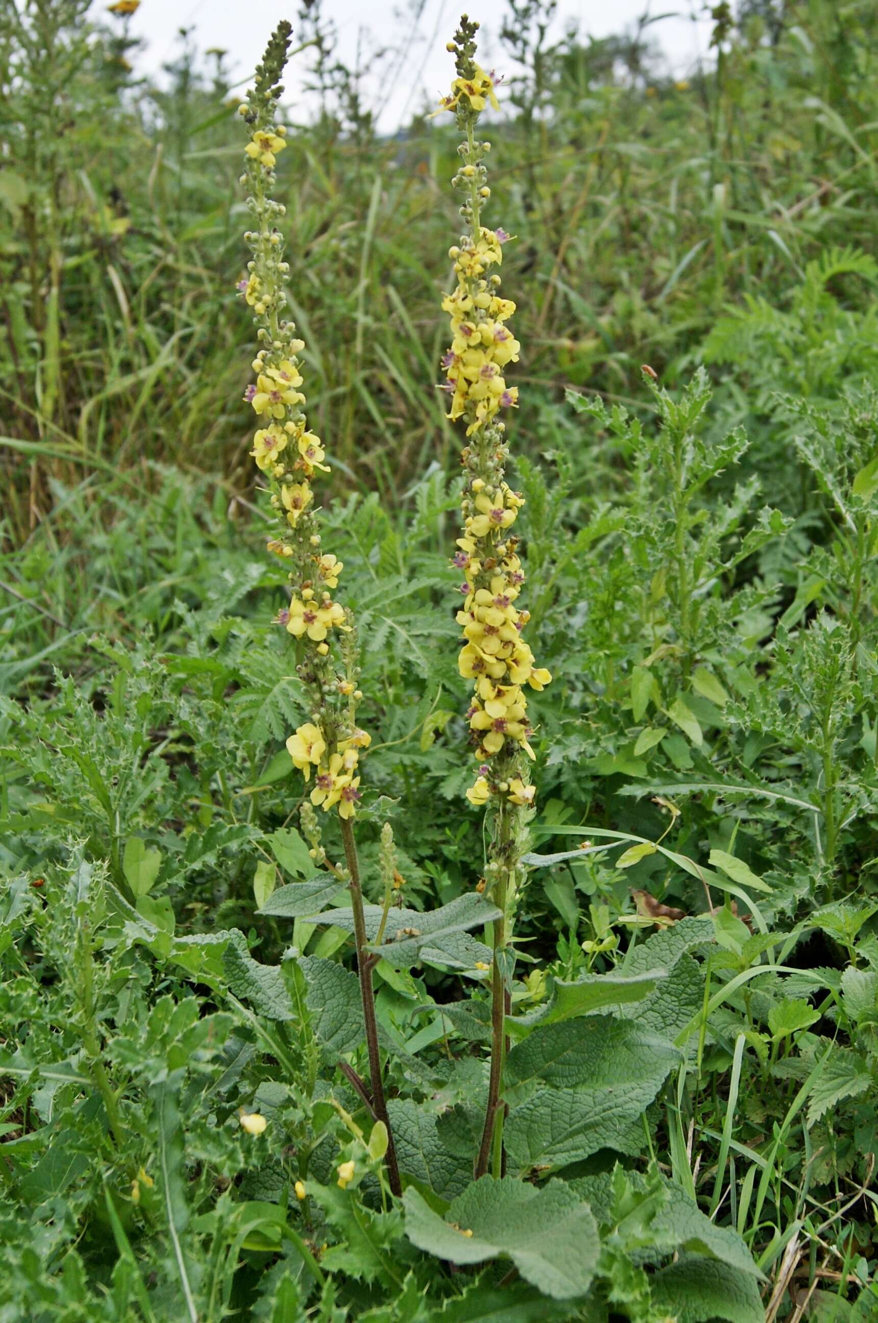 Verbascum nigrum L. resmi