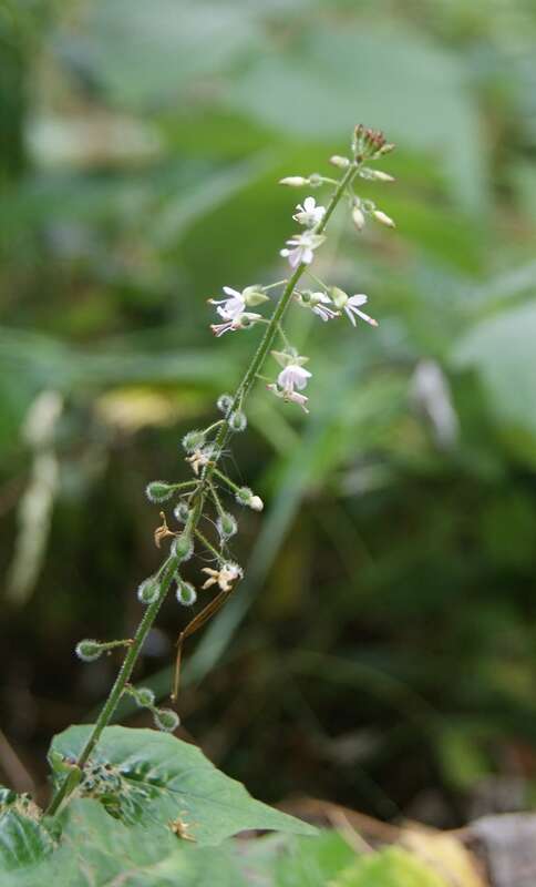 Plancia ëd Circaea lutetiana L.