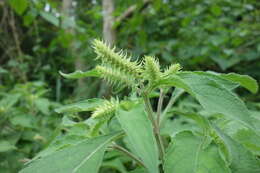 Image of African basil